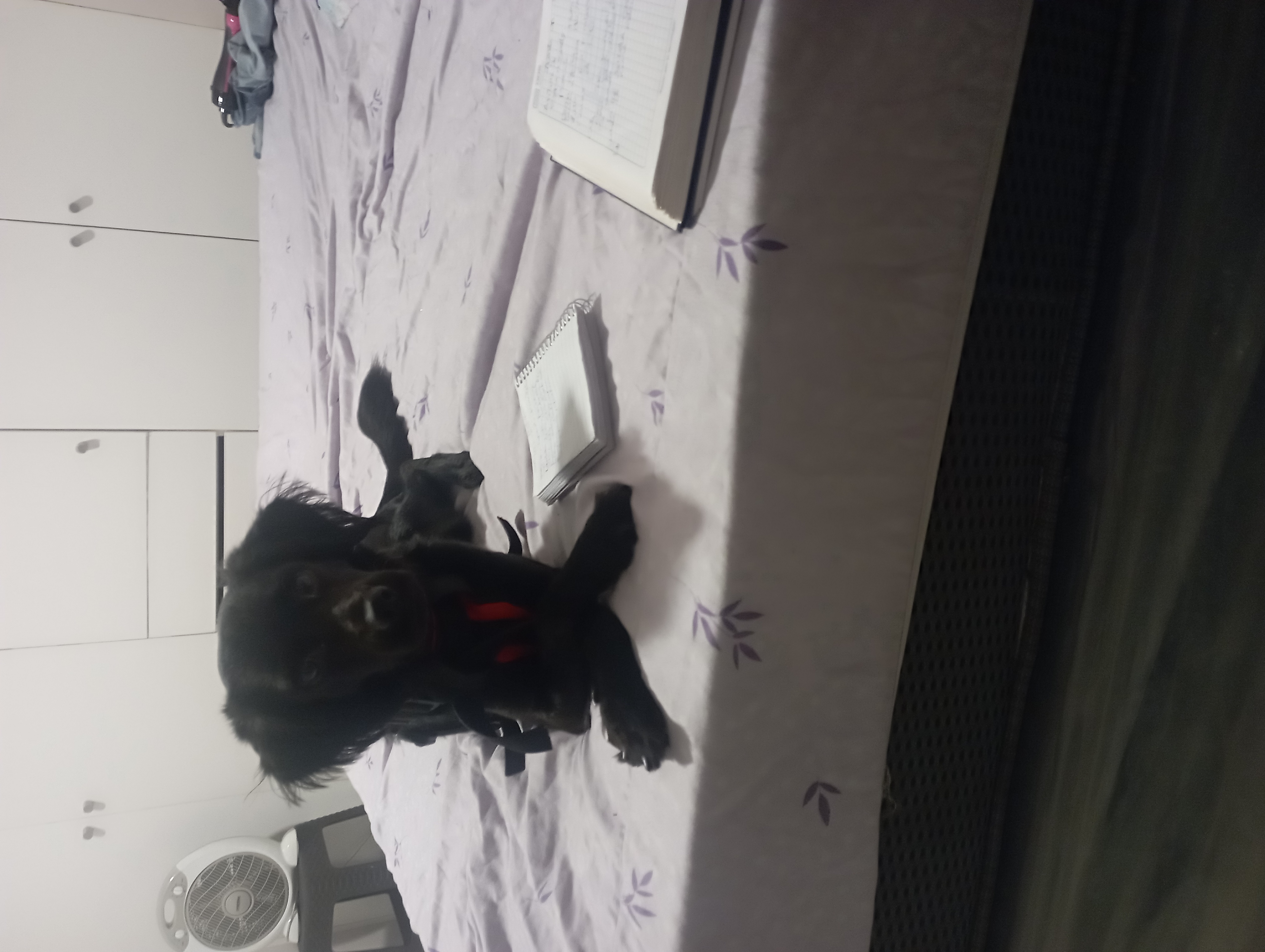 Luca en acción 5